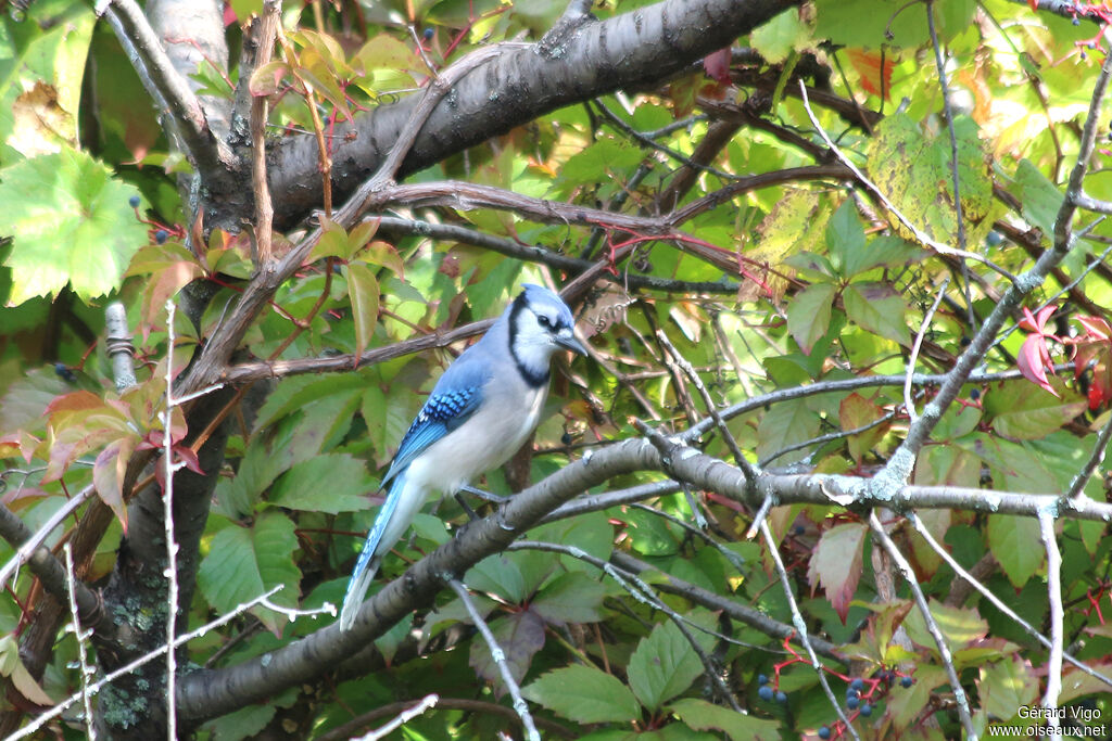 Blue Jayadult
