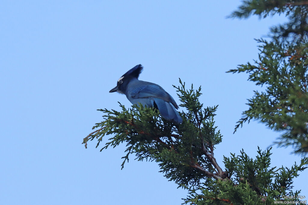 Geai de Stelleradulte