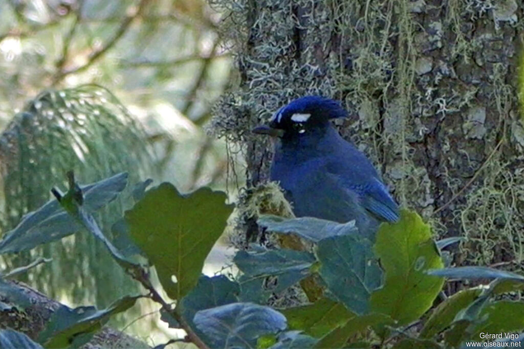 Geai de Stelleradulte