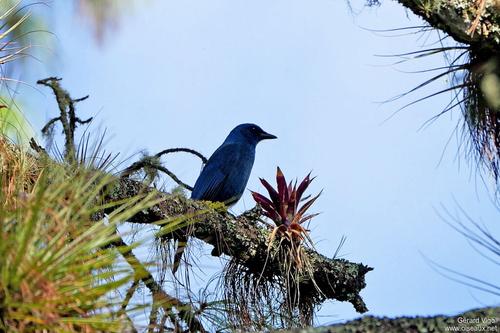 Geai unicoloreadulte