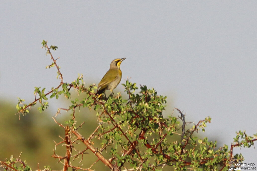 Gladiateur soufré - Gonolek soufré<br />adulte