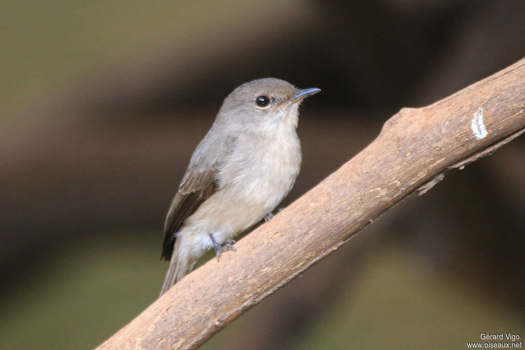 Swamp Flycatcheradult