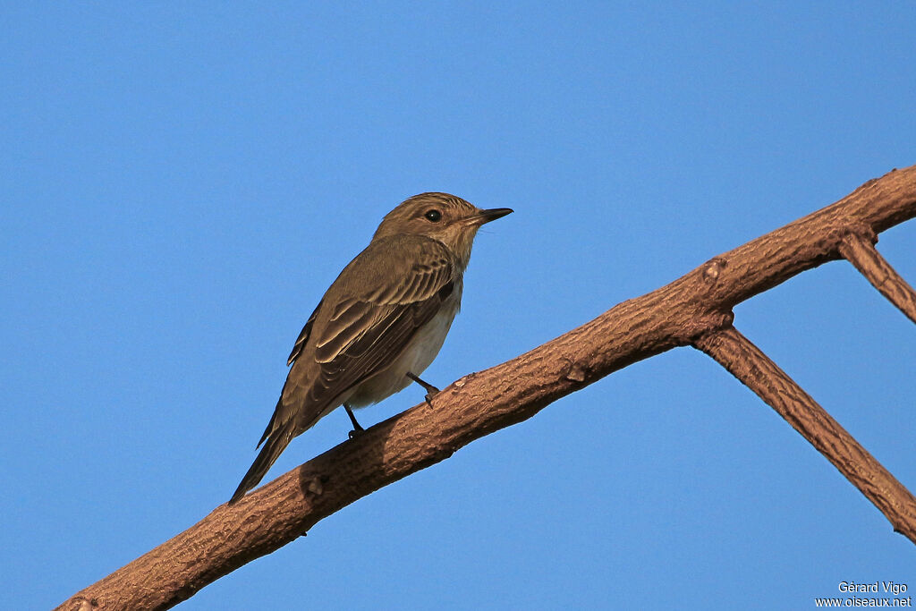 Spotted Flycatcheradult