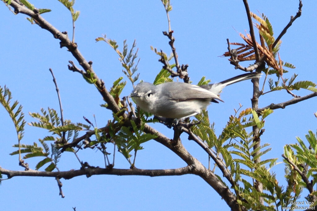 Gobemoucheron à face blanche