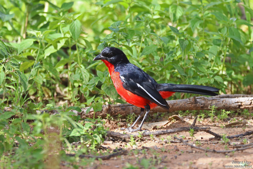 Gonolek rouge et noiradulte