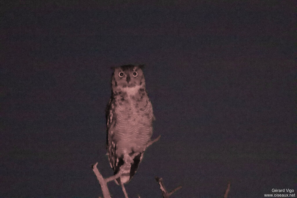 Grand-duc africainadulte