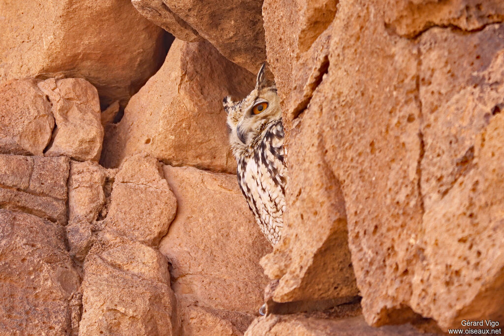 Pharaoh Eagle-Owladult