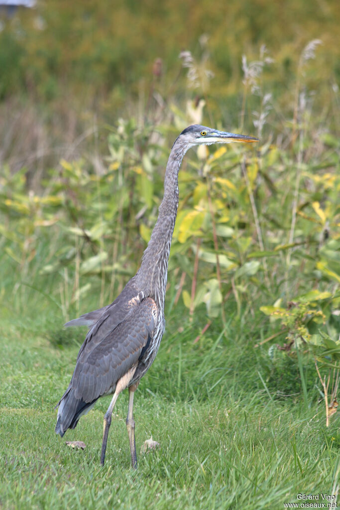 Great Blue Heronadult