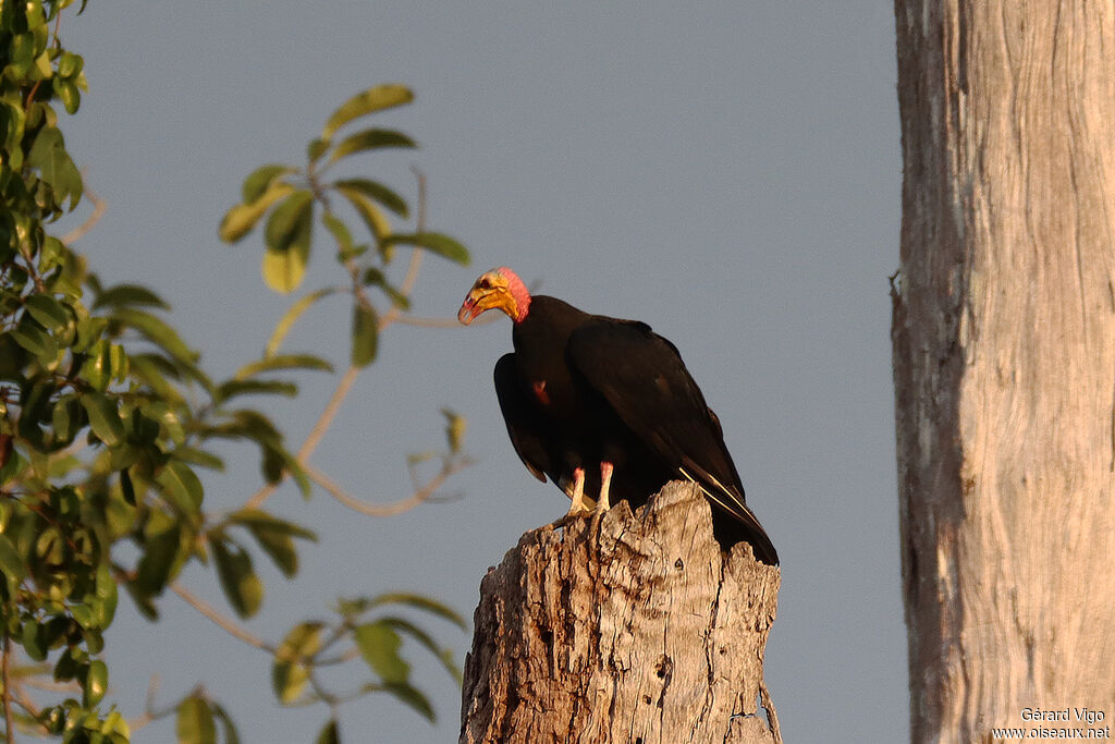 Greater Yellow-headed Vultureadult