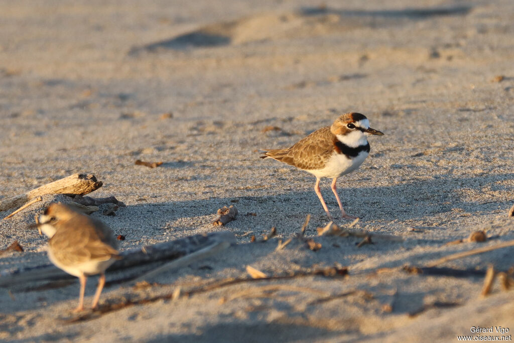 Gravelot d'Azara - Pluvier de d'Azara<br />adulte