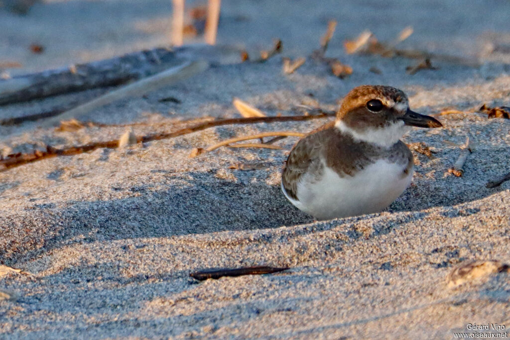 Wilson's Plover