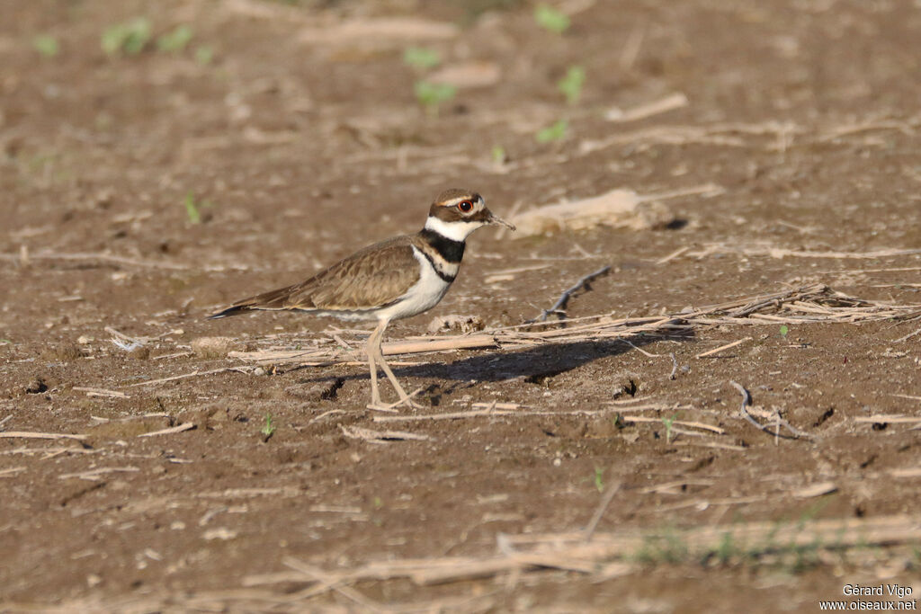 Gravelot kildir - Pluvier kildir<br />adulte