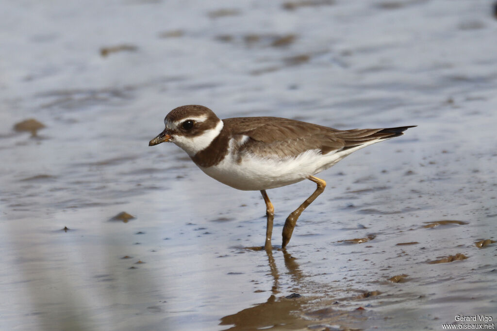 Semipalmated Ploveradult
