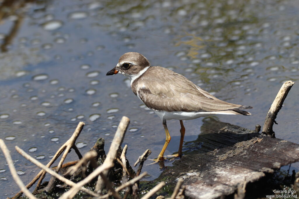 Semipalmated Ploveradult