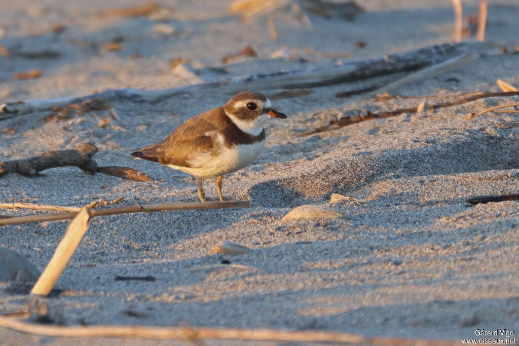 Semipalmated Plover