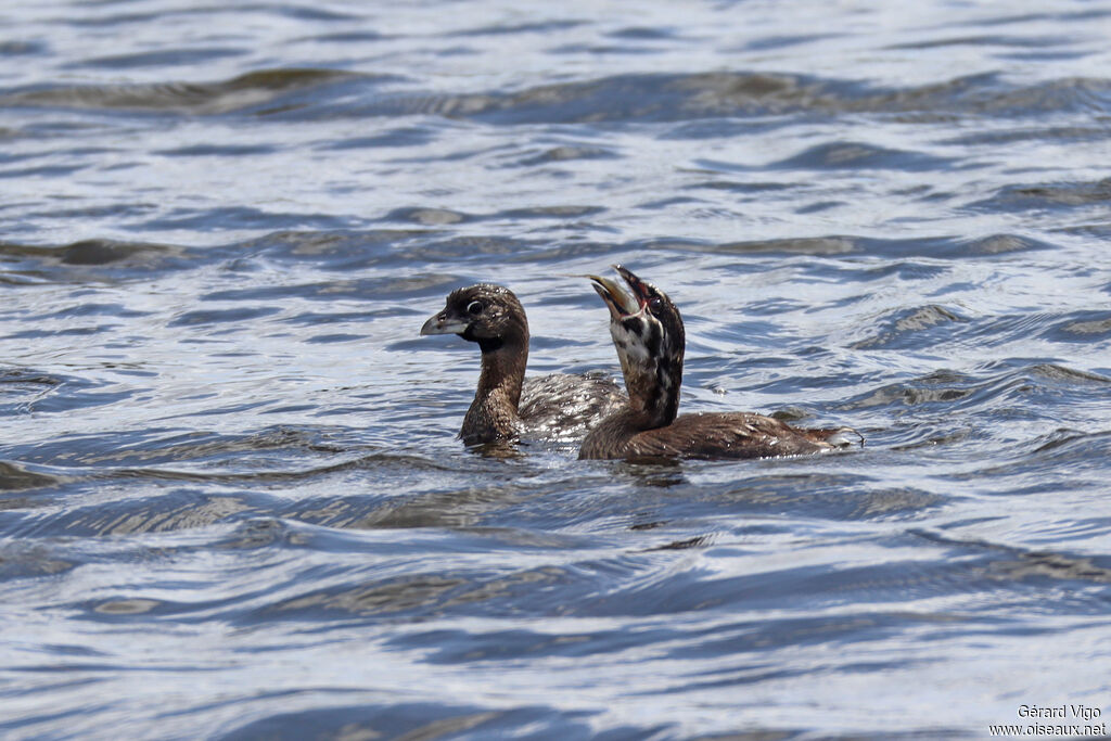 Pied-billed Grebe, fishing/hunting