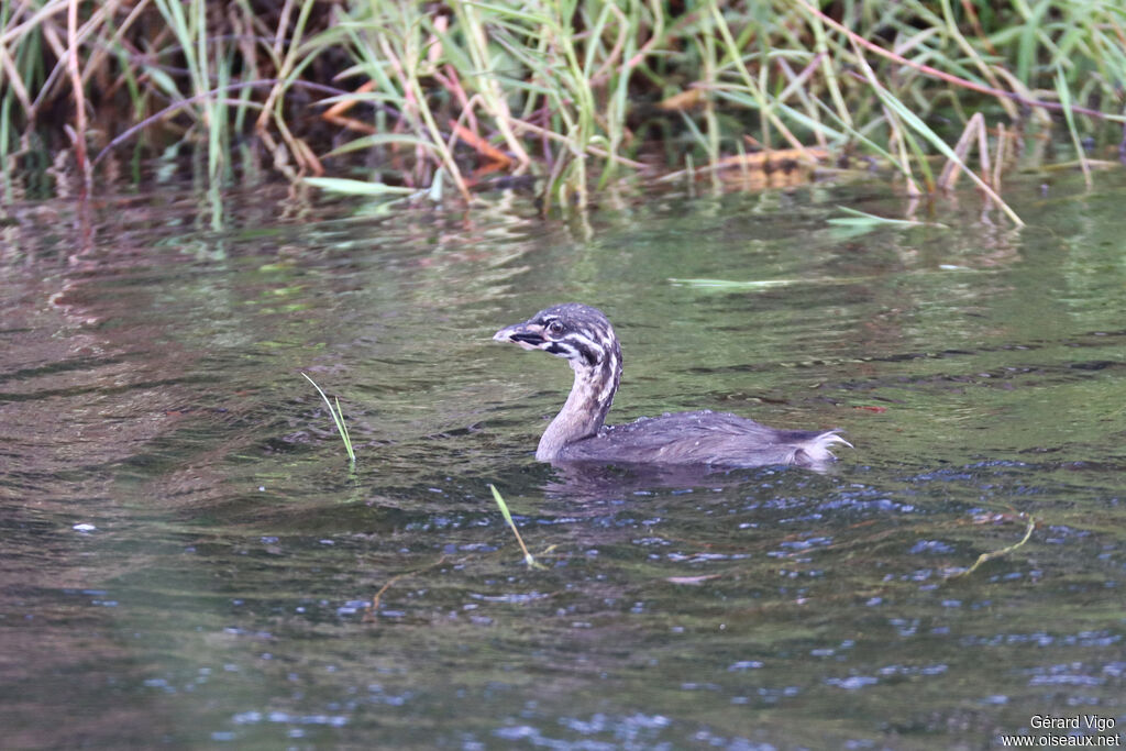Pied-billed Grebejuvenile