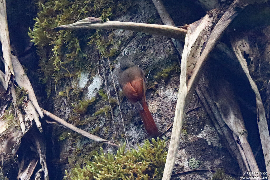 Olivaceous Woodcreeperadult