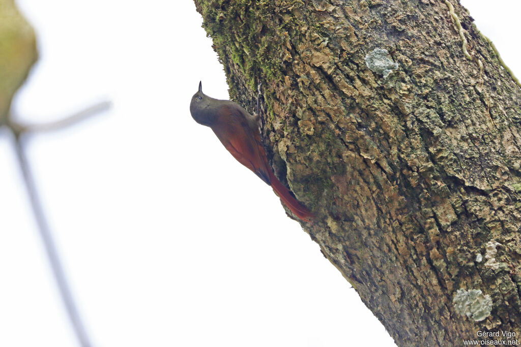 Olivaceous Woodcreeper
