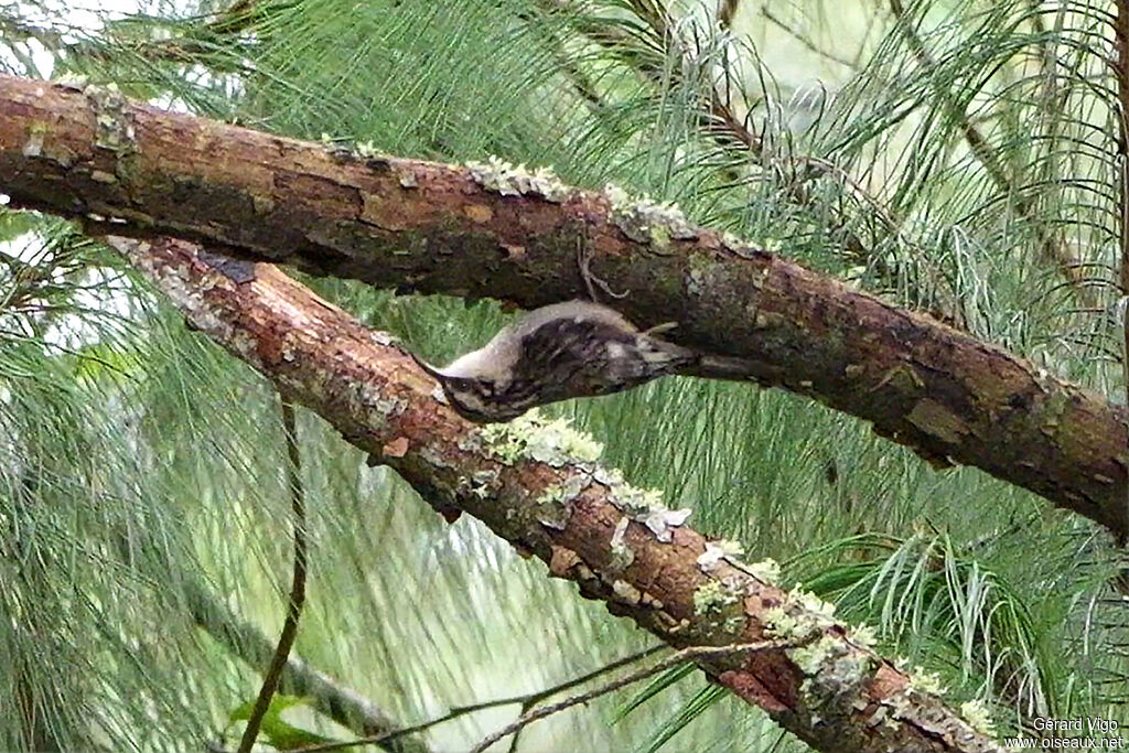 Brown Creeper