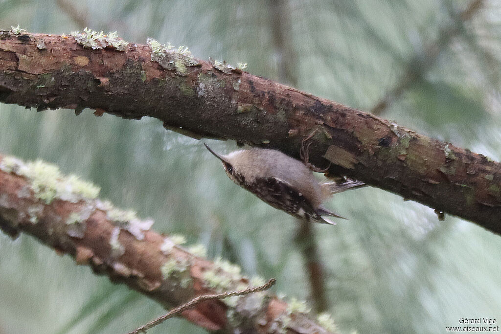 Brown Creeper
