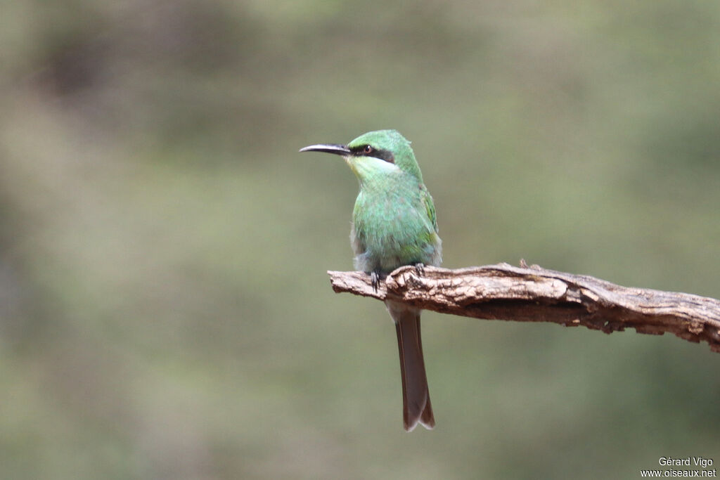 Guêpier à queue d'arondeadulte