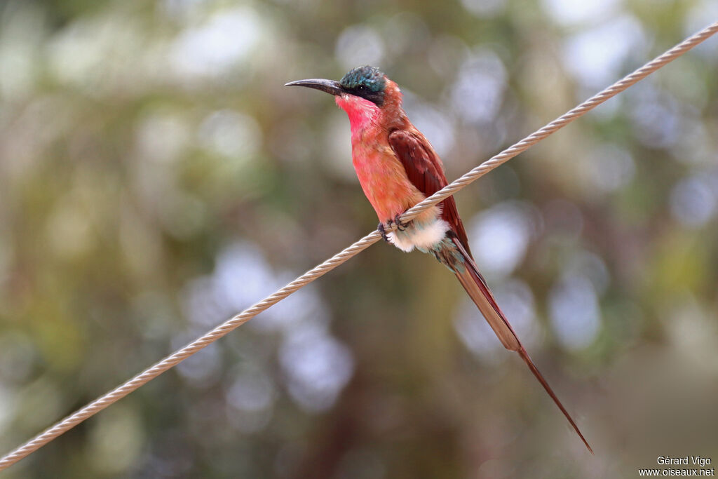 Southern Carmine Bee-eater