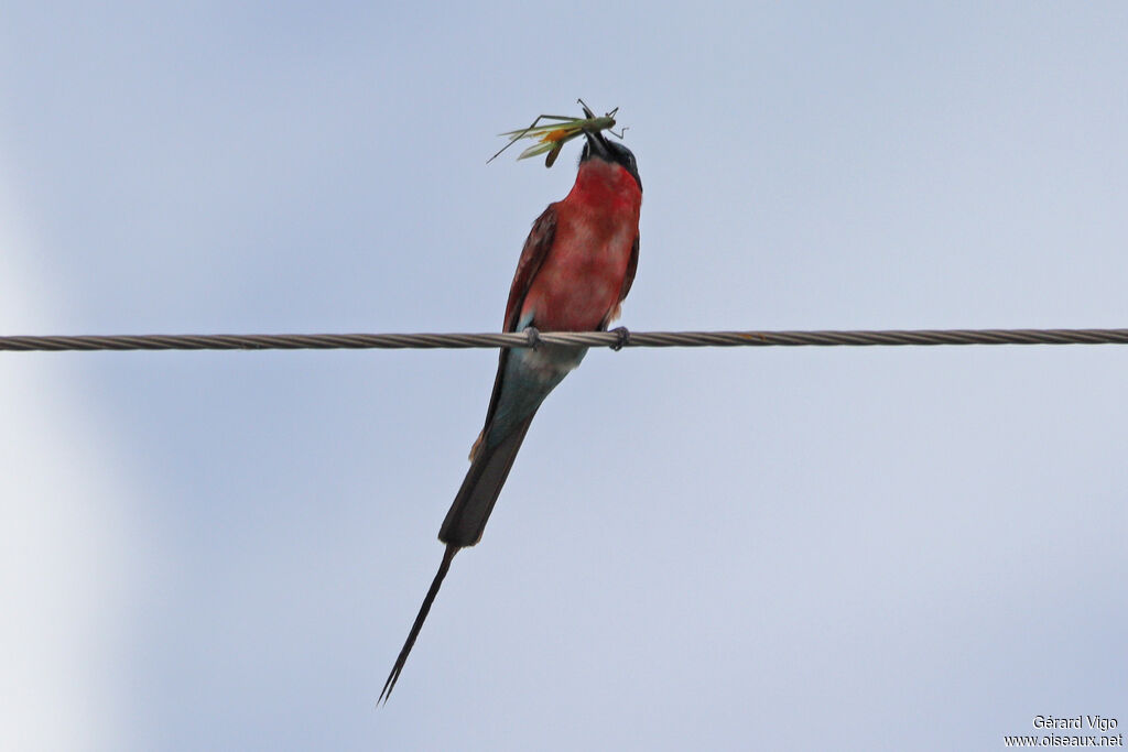 Southern Carmine Bee-eater
