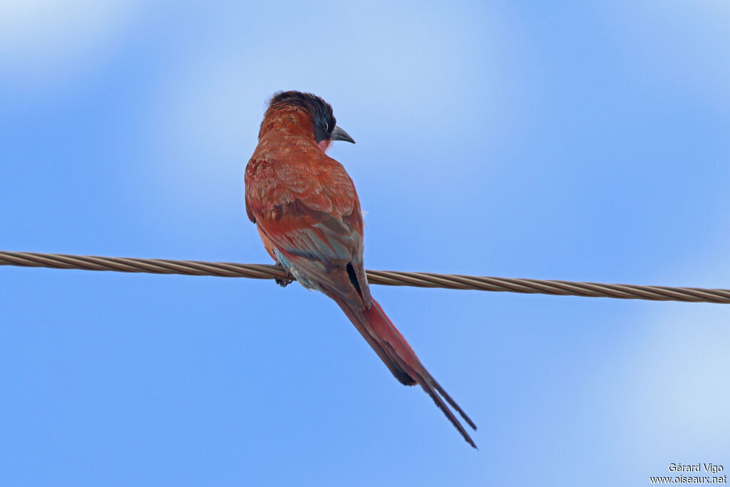 Southern Carmine Bee-eater