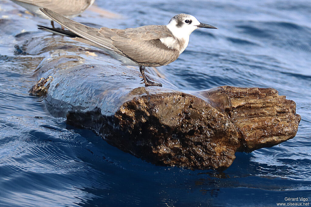 Guifette noireadulte