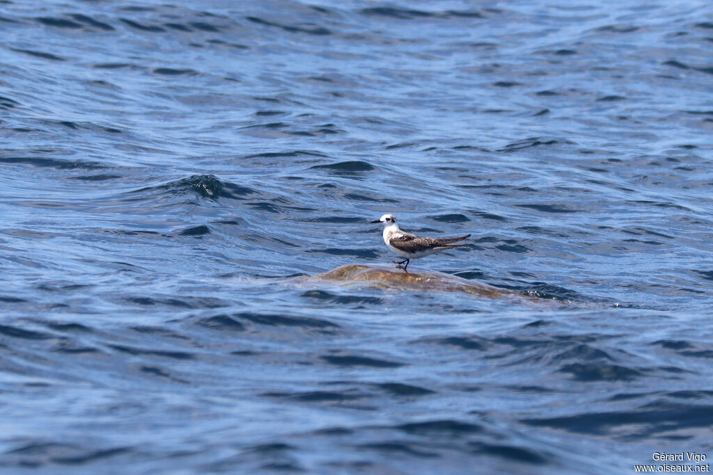 Guifette noireadulte