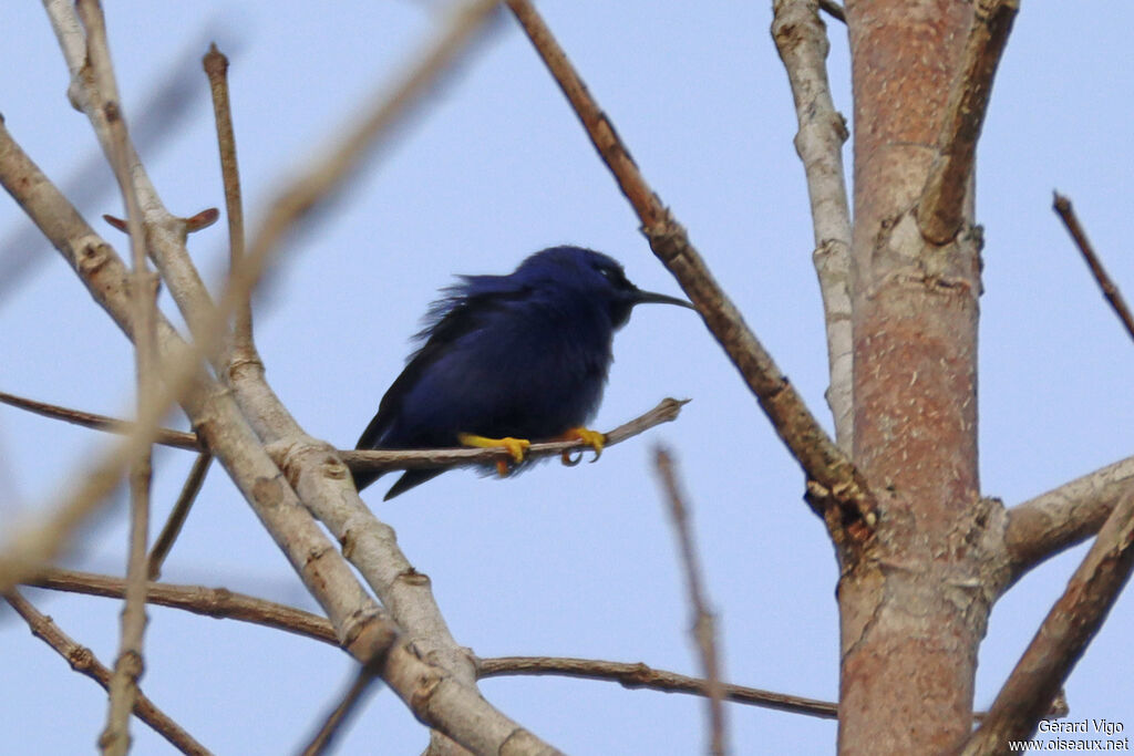 Purple Honeycreeper male adult