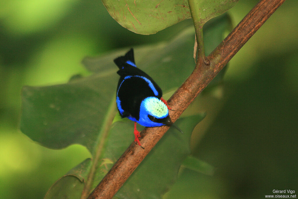 Red-legged Honeycreeper male adult