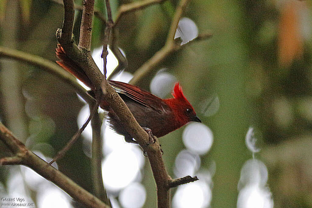 Crested Ant Tanager