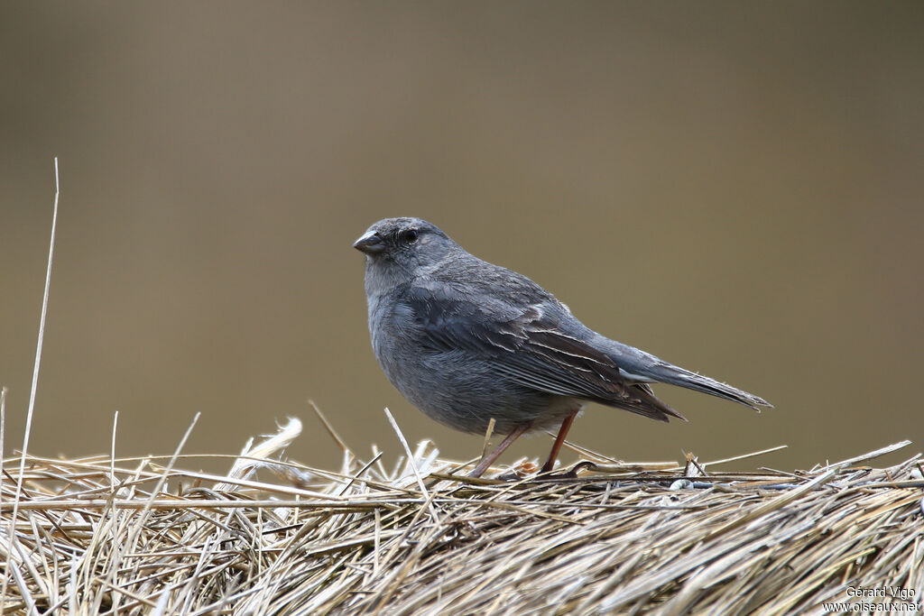 Haplospize gris-de-plomb