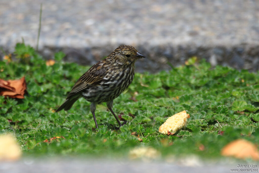Plumbeous Sierra Finch