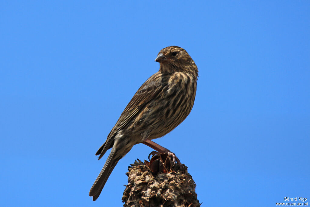 Plumbeous Sierra Finch