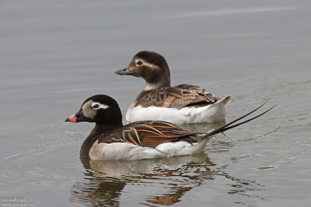 Long-tailed Duckadult breeding, pigmentation, swimming