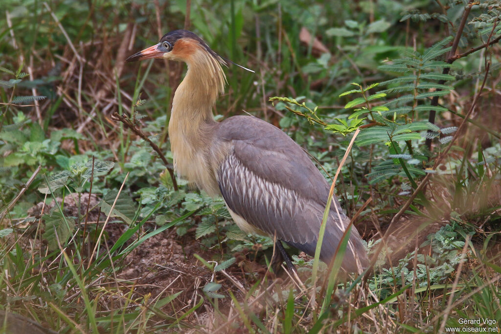 Whistling Heronadult