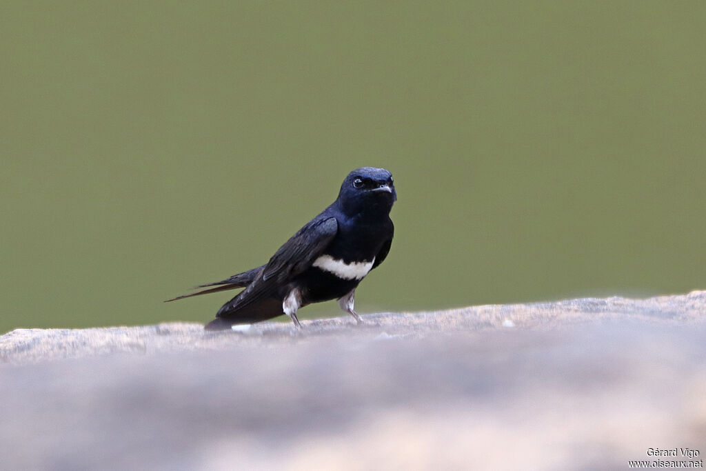 White-banded Swallowadult