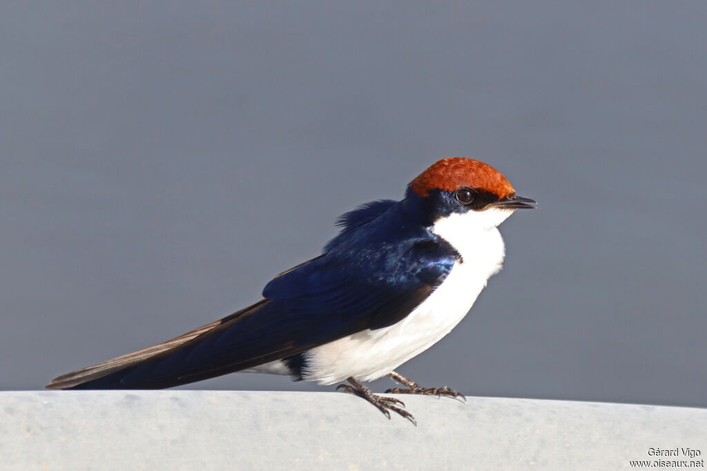 Hirondelle à longs brinsadulte