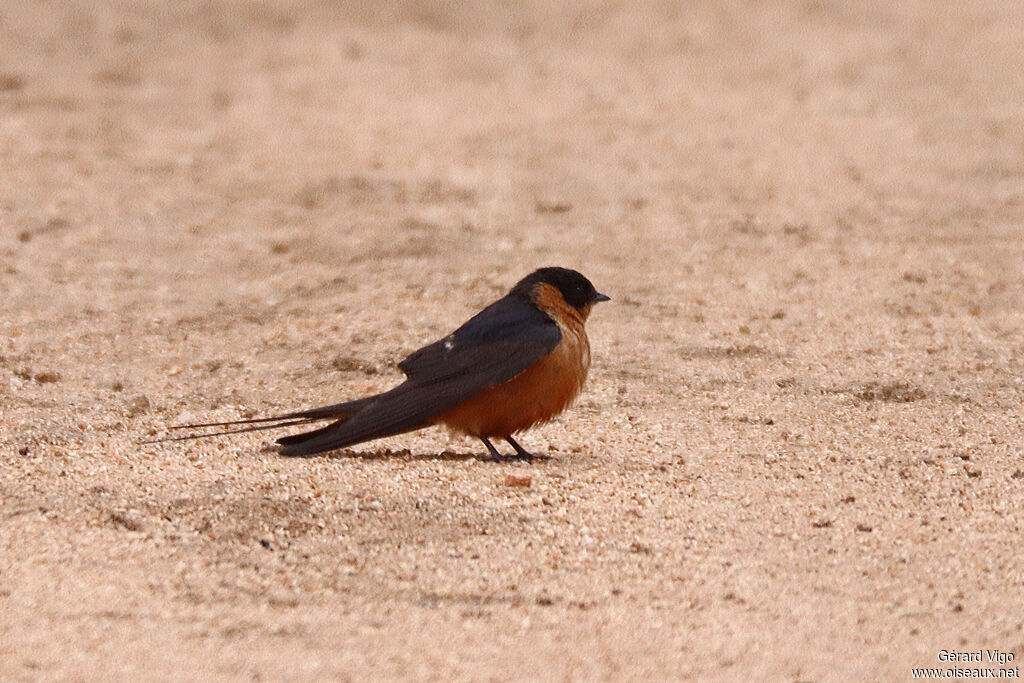 Hirondelle à ventre rouxadulte