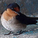 Hirondelle de Java