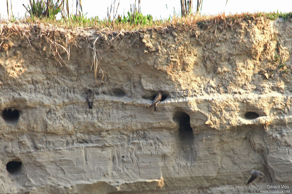 Sand Martinadult, habitat, Reproduction-nesting