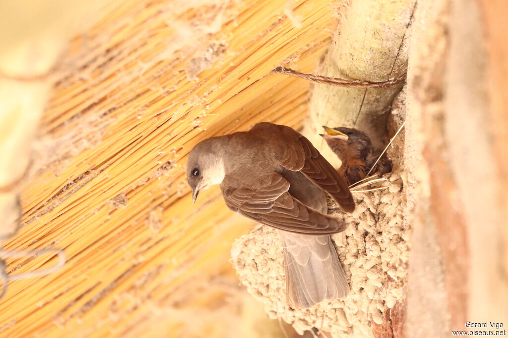 Hirondelle isabelline