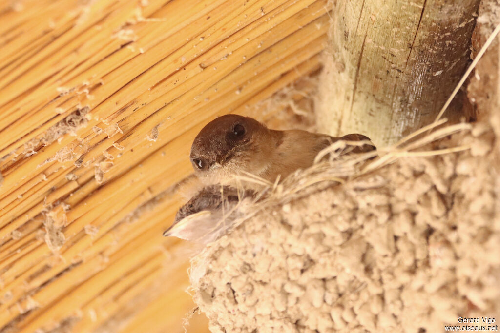 Hirondelle isabellineadulte, Nidification