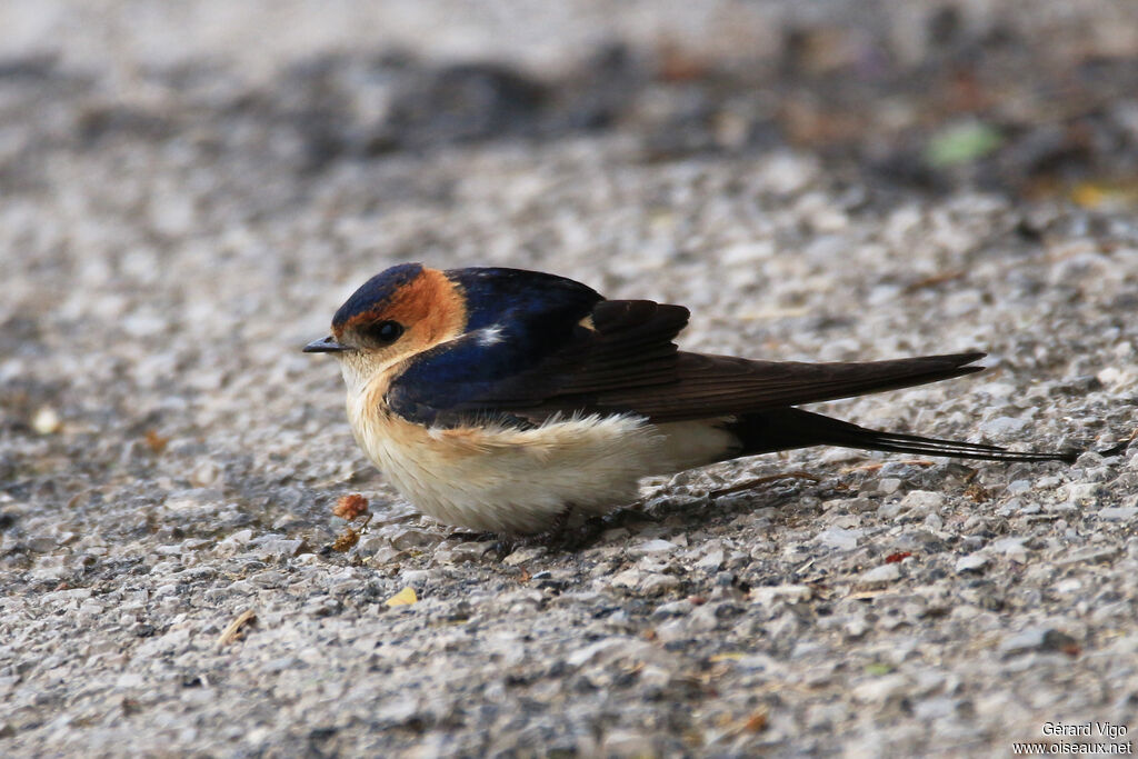 European Red-rumped Swallowadult, Behaviour