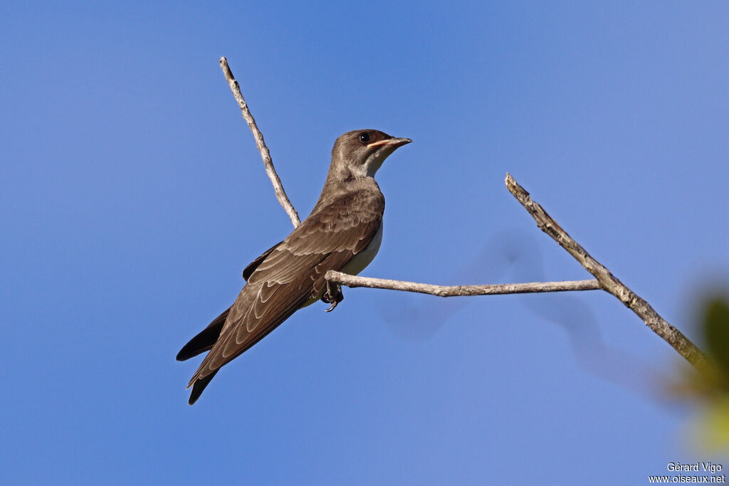 Brown-chested Martinjuvenile