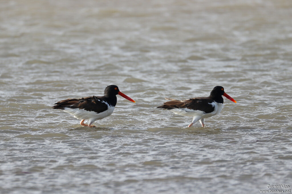Huîtrier d'Amériqueadulte