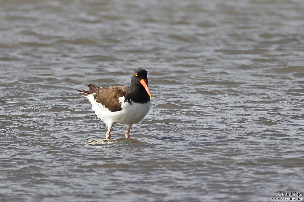 Huîtrier d'Amériqueadulte